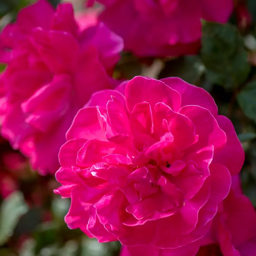 Rosa `Highwire Flyer`
