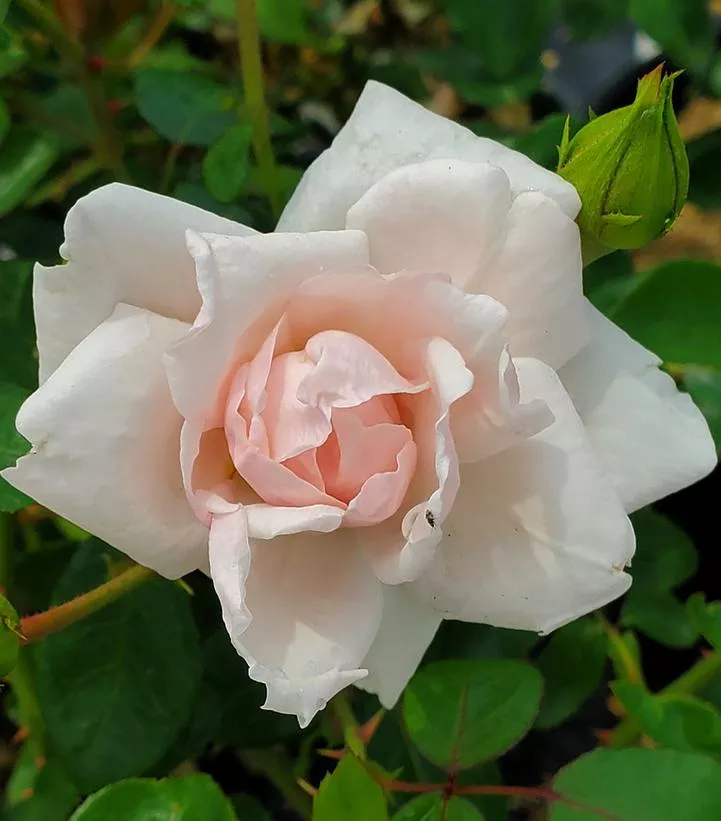 ROSA `NEW DAWN` – CL