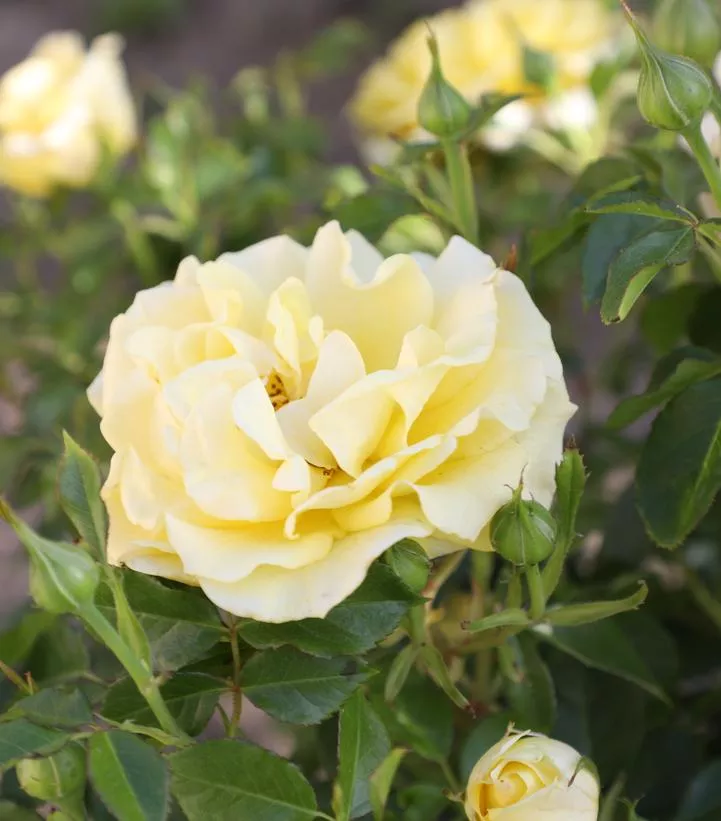 Rosa `True Darling`