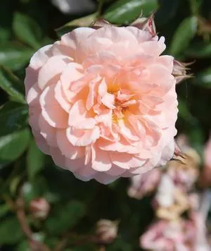 Rosa x 'Apricot Drift'