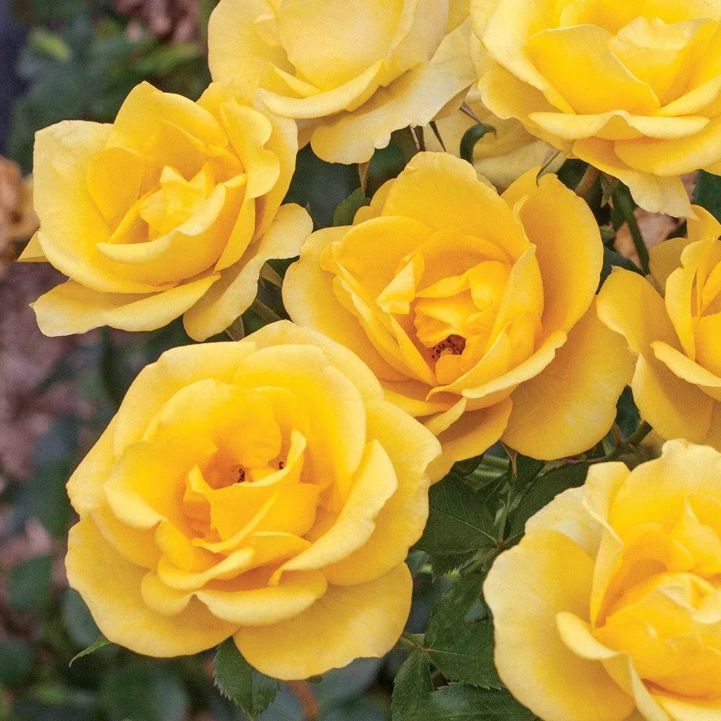 Rose, Bloomables Gilded Sun™ Rose