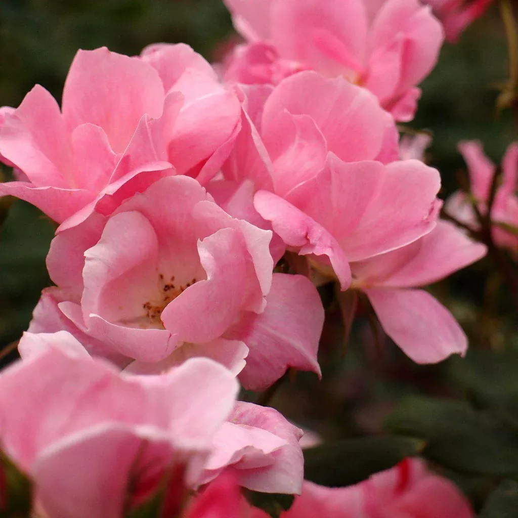 Rose, Blushing Knock Out Rose