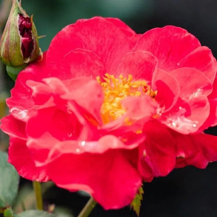 Rose, Cinnamon Hearts Rose