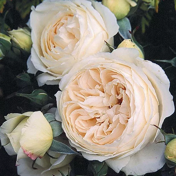 Rose-Marie Austin Rose - White
