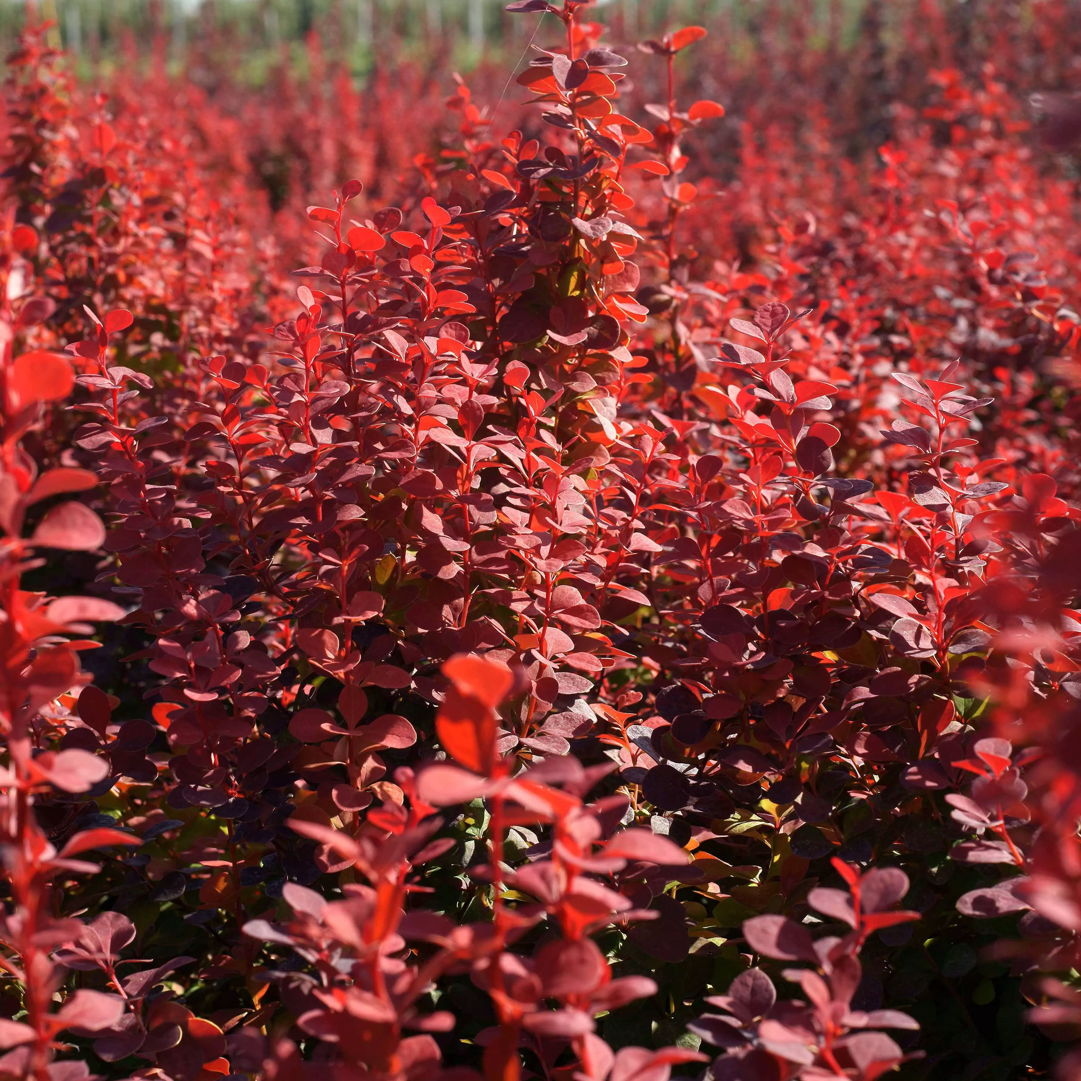 Rosy Rocket Barberry