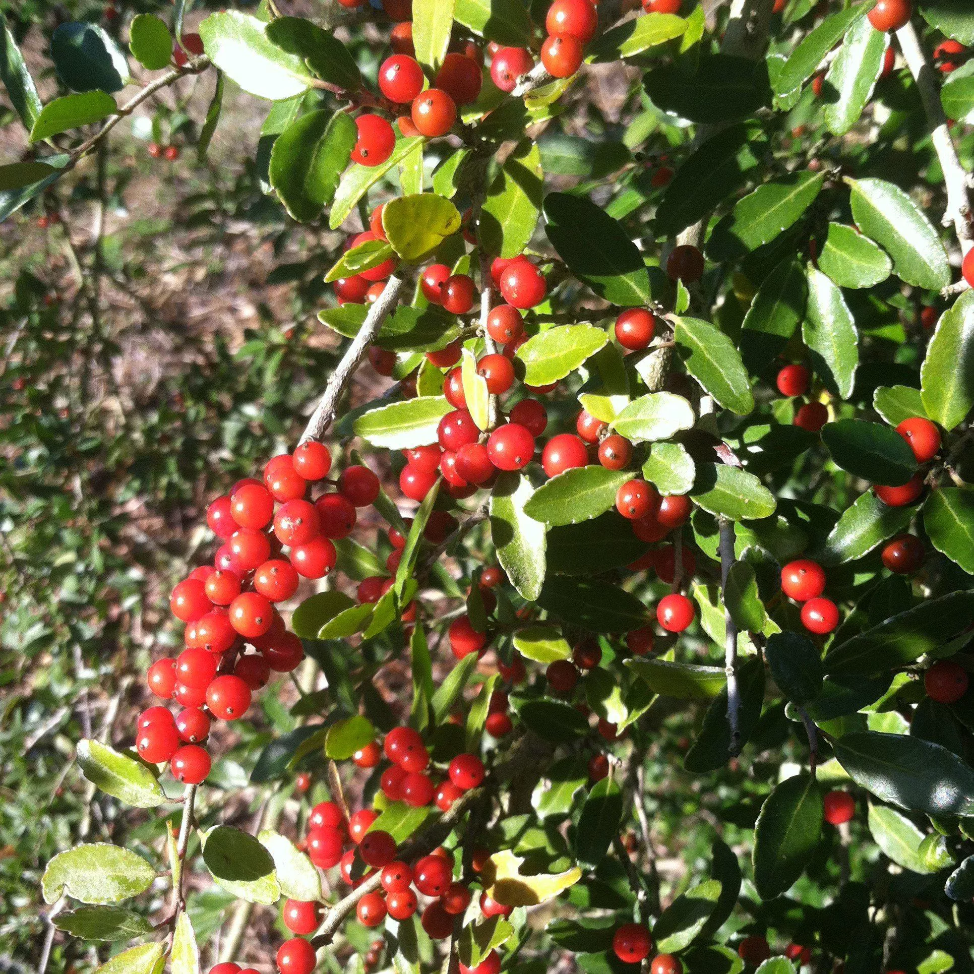 Roundleaf Yaupon Holly