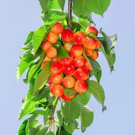 Royal Ann Sweet Cherry