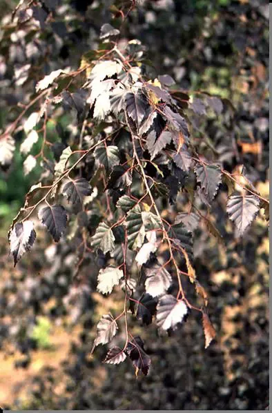 Royal Frost Birch