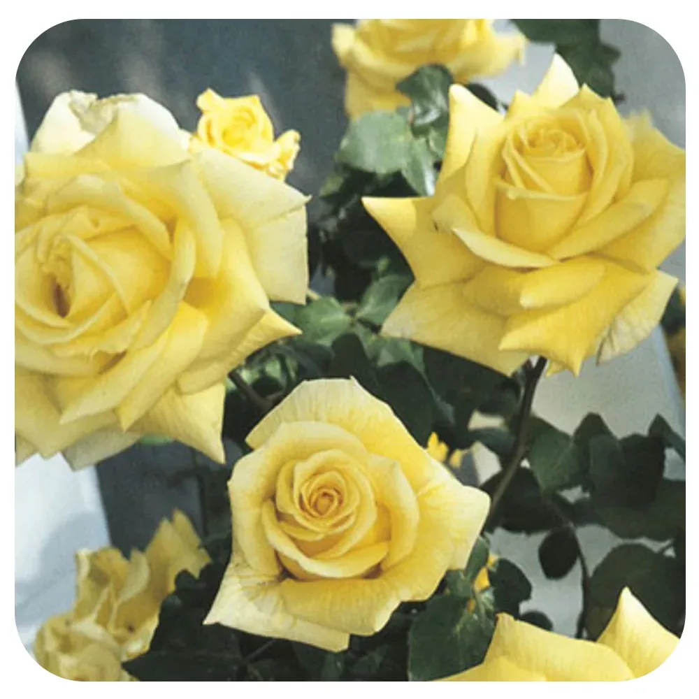 Royal Gold by Weeks Roses (Climbing Rose)