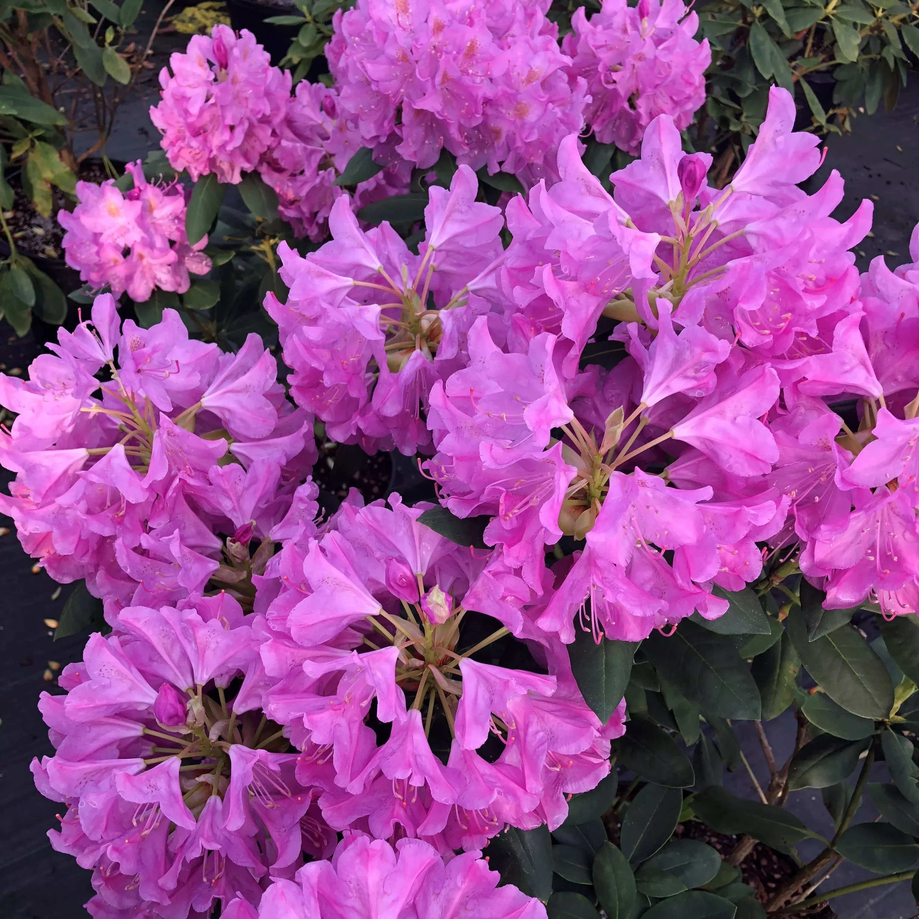 Royal Resilience Rhododendron