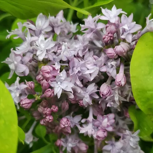 Royalty Lilac