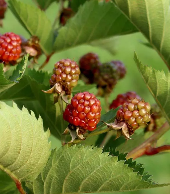 Rubus `Taste Of Heaven`
