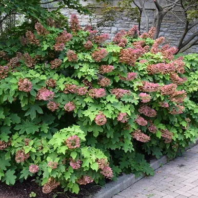 Ruby Slippers Oak Leaf Hydrangea