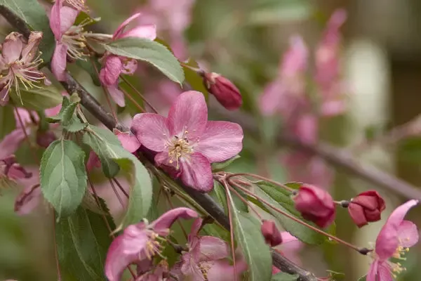 Ruby Tears Crabapple