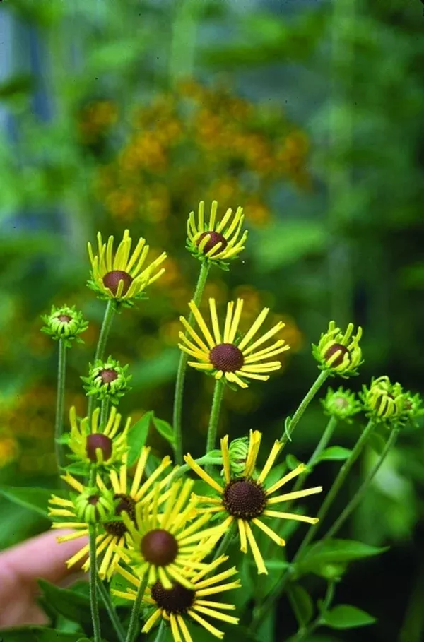 Rudbeckia subtomentosa 'Henry Eilers'