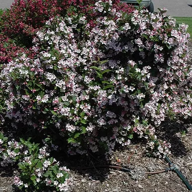 Rumba Weigela