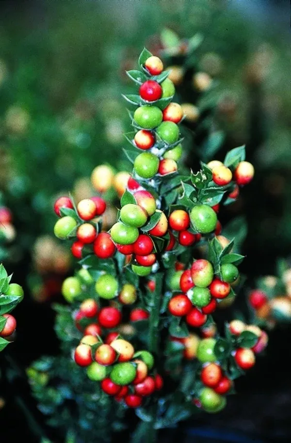 Ruscus aculeatus 'Christmas Berry' PP 16,680
