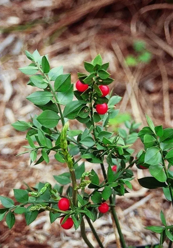 Ruscus aculeatus