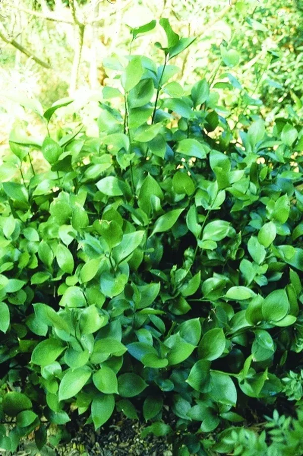 Ruscus hypophyllum