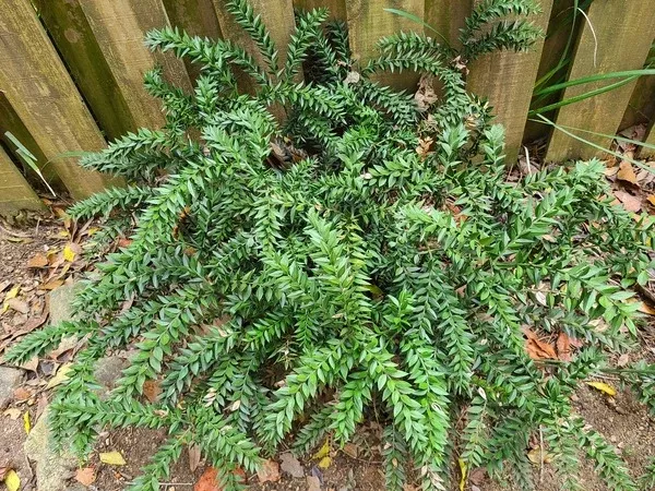 Ruscus hyrcanus