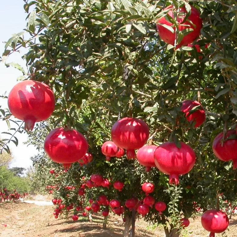Russian Pomegranate