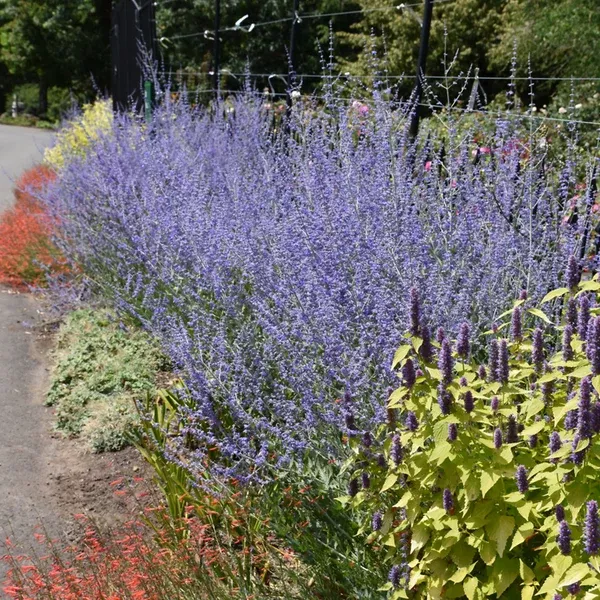 Russian Sage # 1 CG