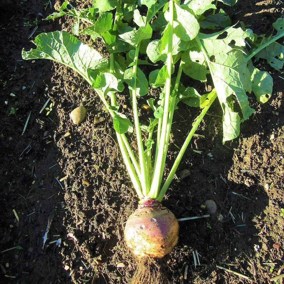 Rutabaga