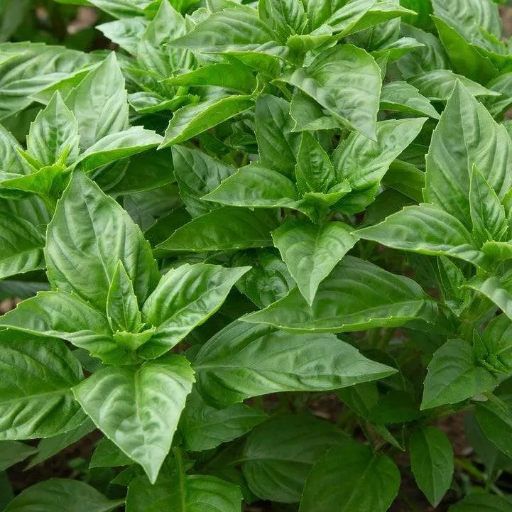 Rutger Devotion Sweet Basil
