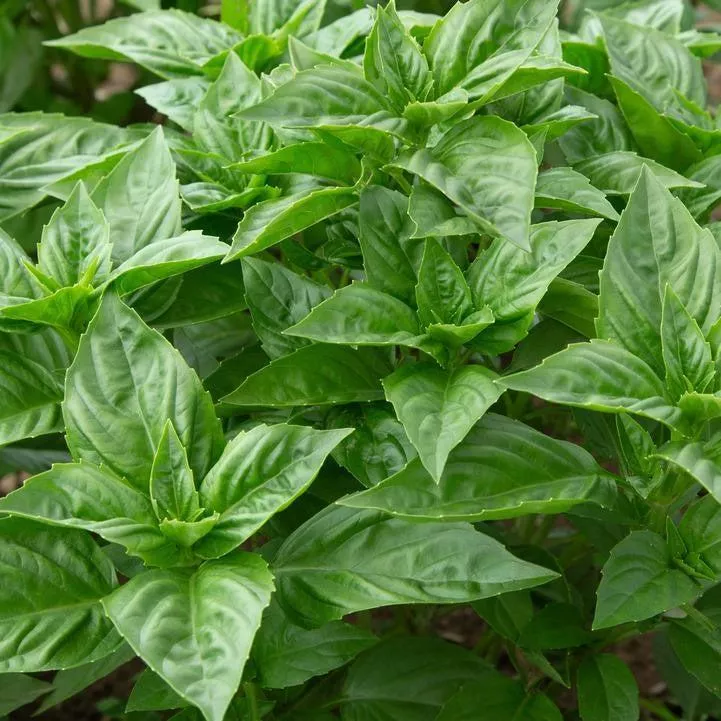Rutger Obsession Sweet Basil