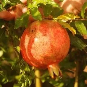 Salavatski Pomegranate