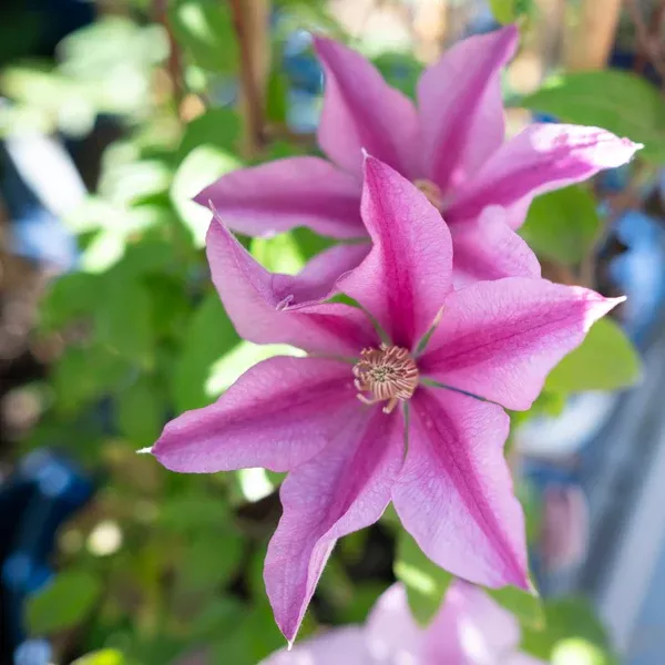 Sally™ Clematis