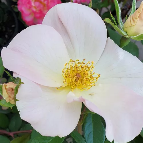 Sally Holmes Rose