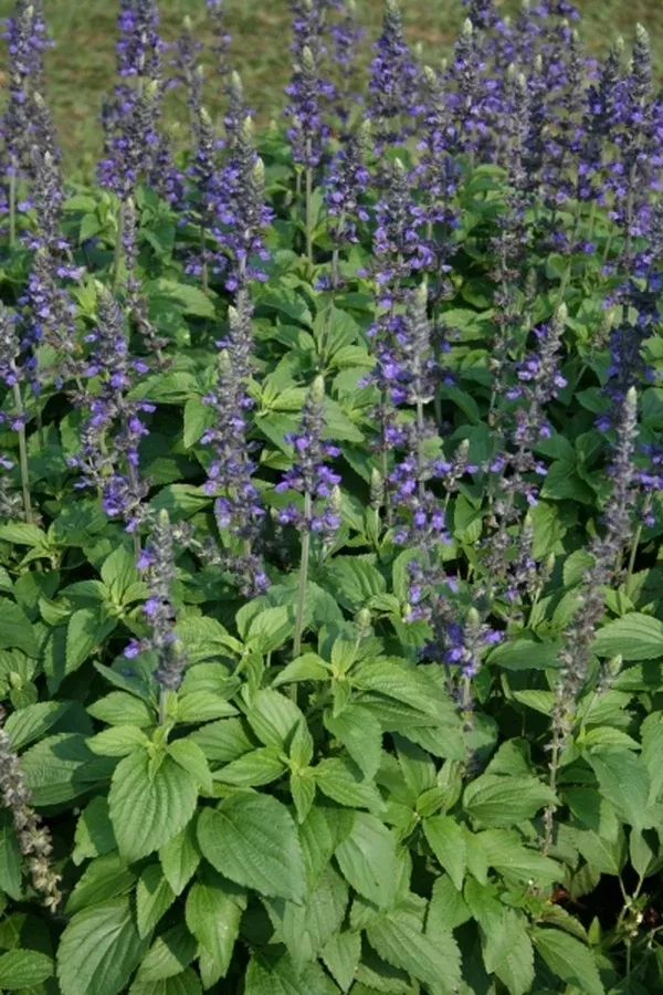 Salvia 'Balsalmisp' PP 18,054