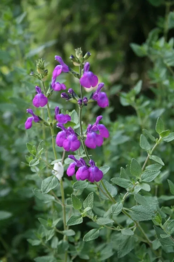 Salvia 'Christine Yeo'