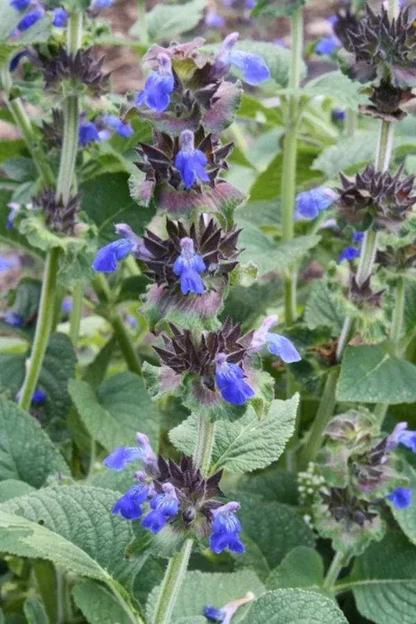 Salvia clinopodioides