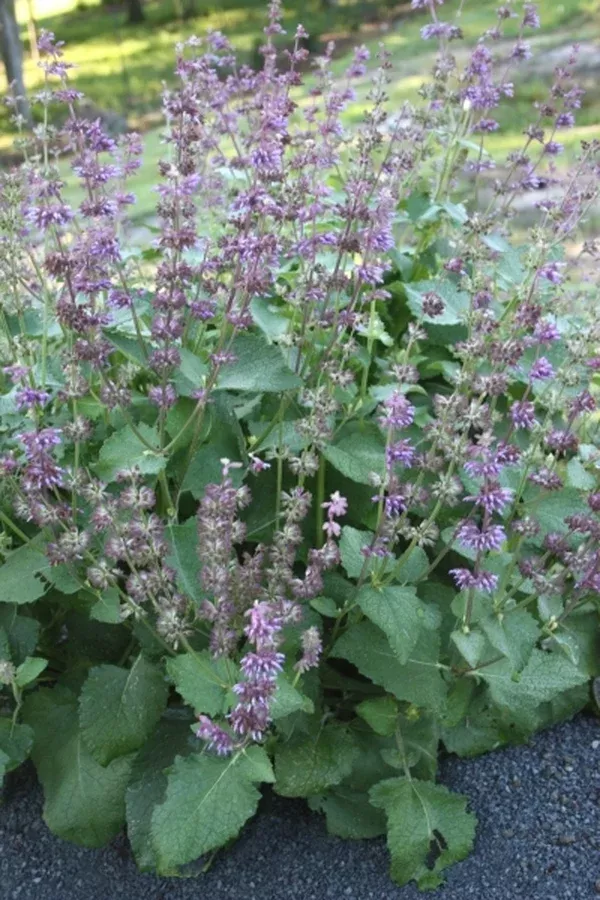 Salvia 'Endless Love' PP 21,707