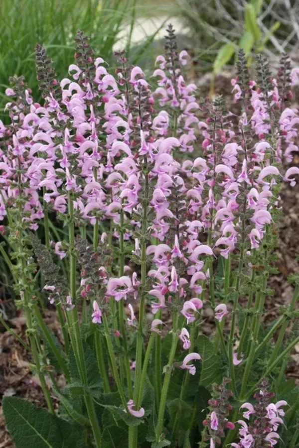 Salvia 'Eveline' PP 14,905