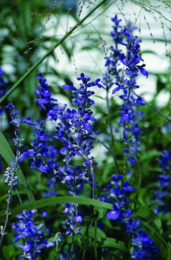 Salvia farinacea