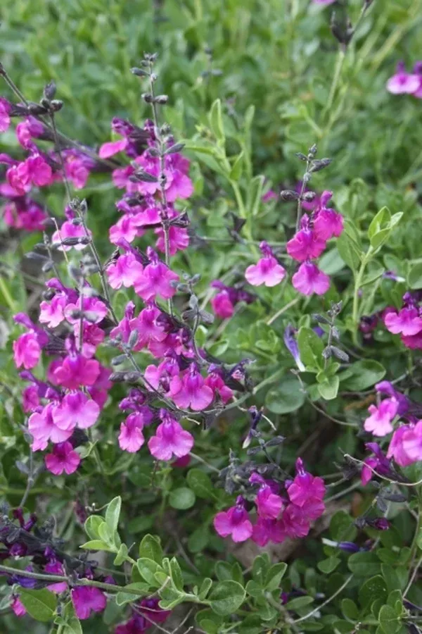 Salvia greggii 'Diane'