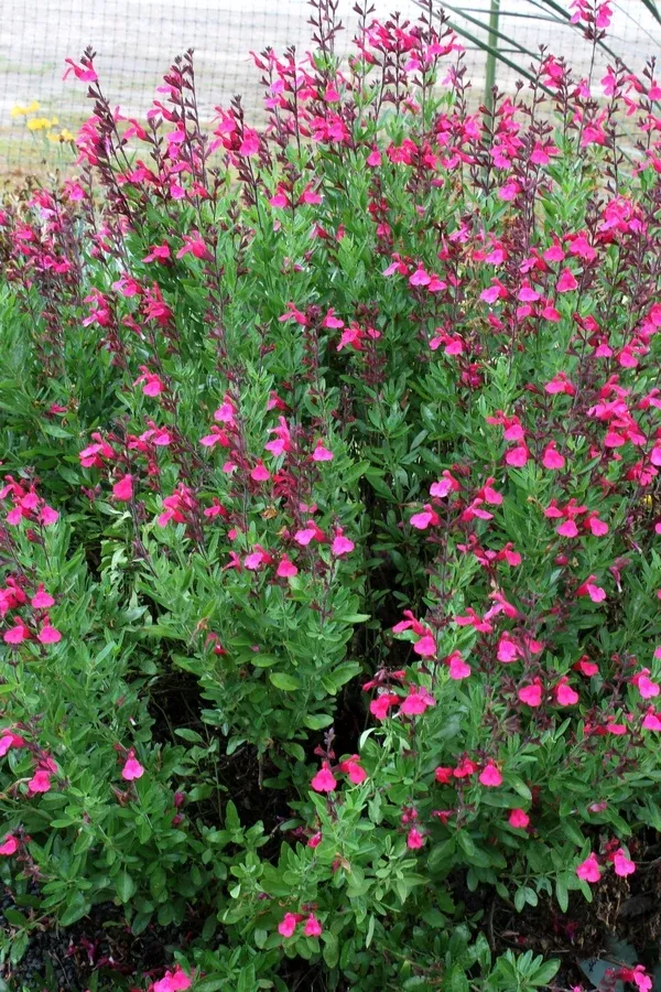 Salvia greggii 'Pink Preference'