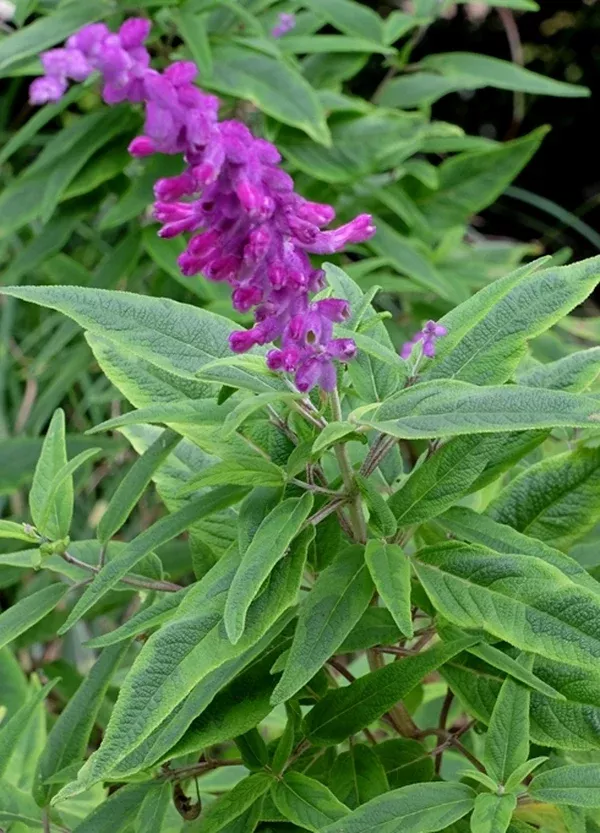 Salvia leucantha 'Eder'