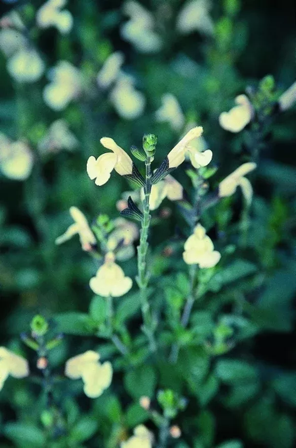 Salvia microphylla 'Lutea'