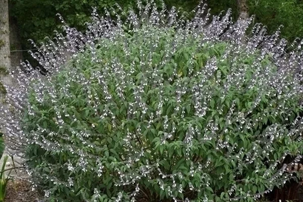 Salvia 'Phyllis Fancy'