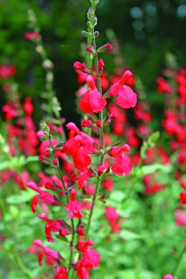 Salvia 'Scarlet Spires'