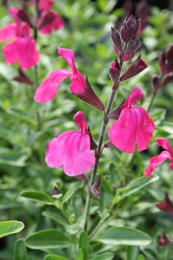Salvia 'Stampede Cherry'