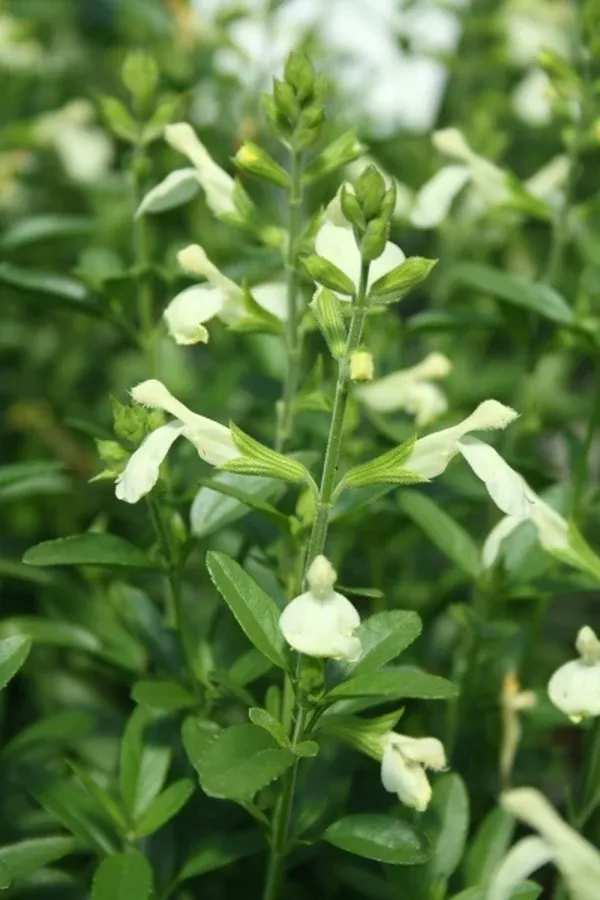 Salvia 'Stampede Citron'