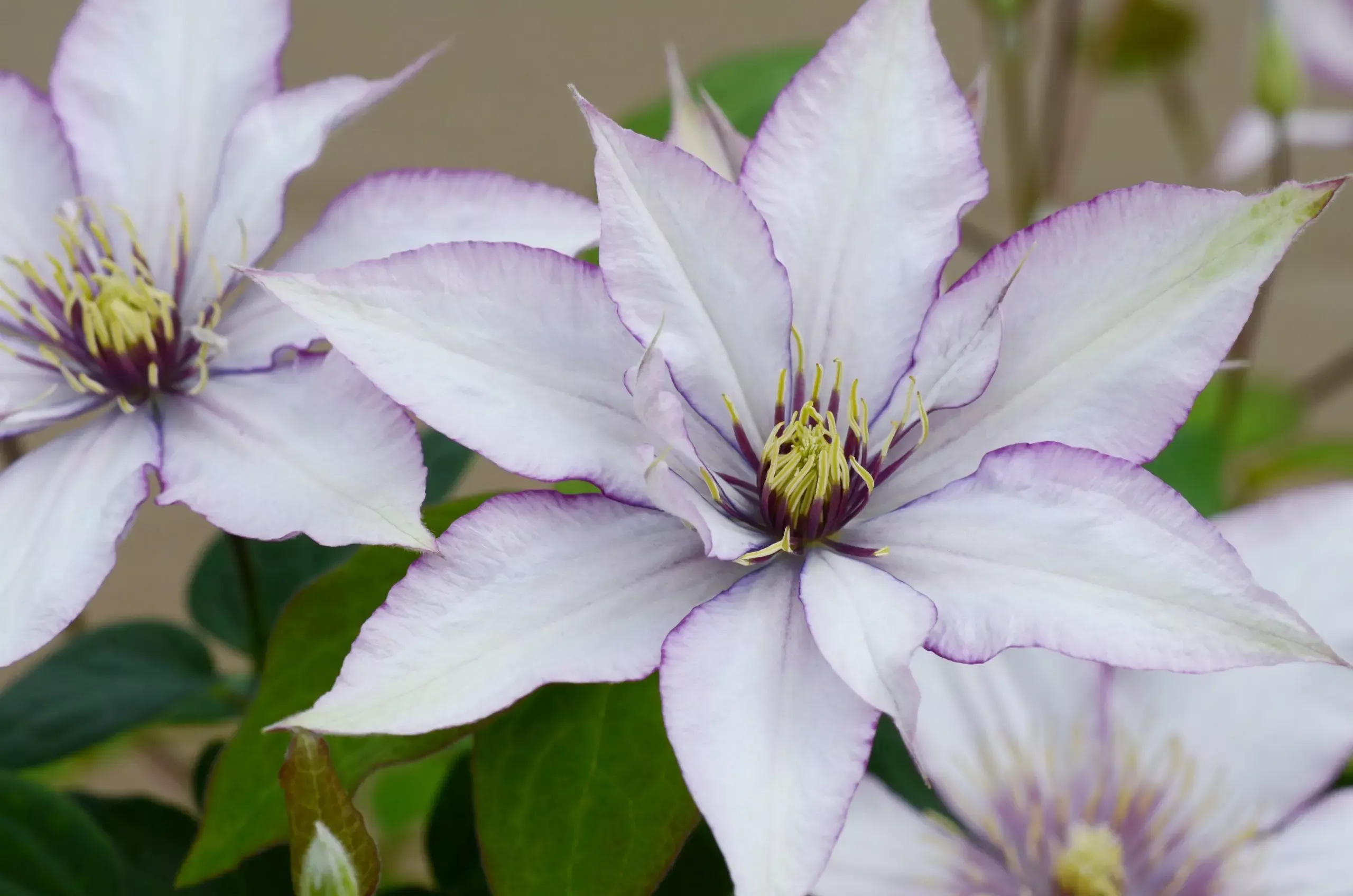 Samaritan Jo Boulevard Clematis