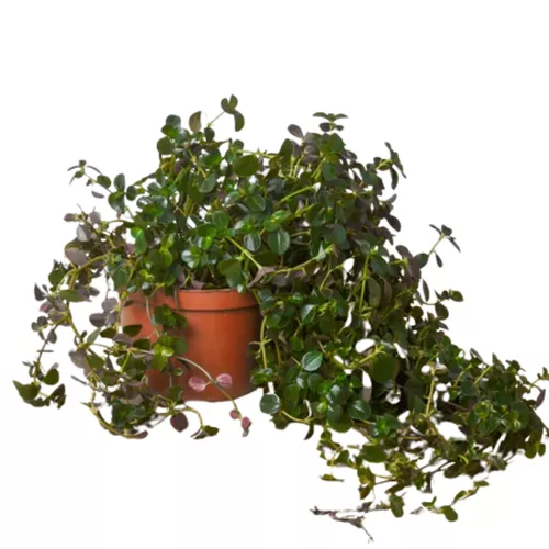 Sao Paulo Pilea