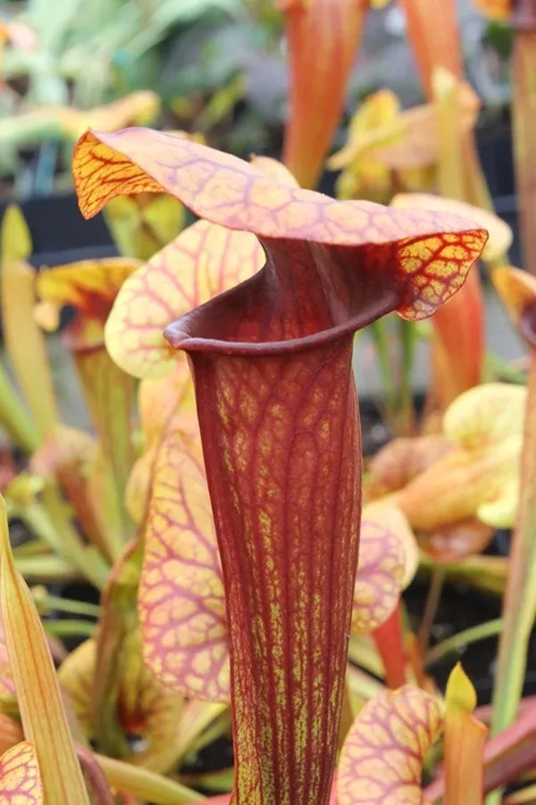 Sarracenia 'Abandoned Hope'