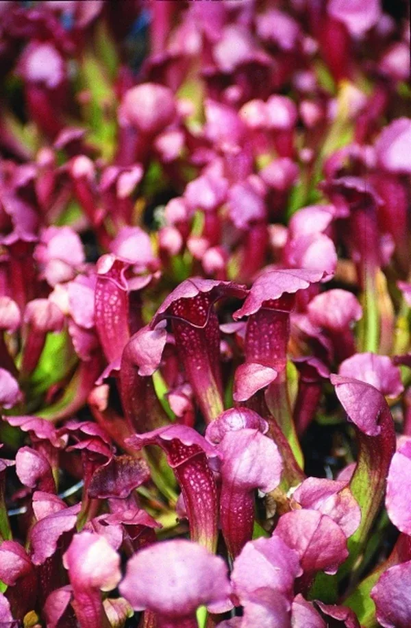 Sarracenia 'Lovebug'